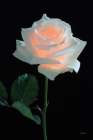 Rose Light Art Print