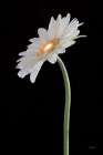 White Gerber Light Art Print