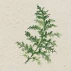 Kozo Fern II Art Print