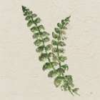 Kozo Fern III Art Print