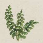 Kozo Fern IV Art Print