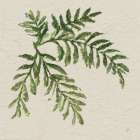 Kozo Fern V Art Print