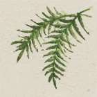 Kozo Fern VI Art Print