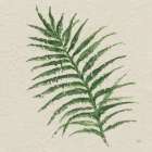 Kozo Fern VII Art Print