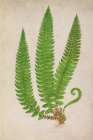 Forest Fern I Art Print