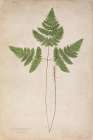 Forest Fern II Art Print