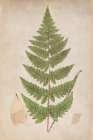 Forest Fern IV Art Print