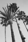 Pink Palms II BW Art Print