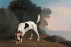Foxhound Art Print