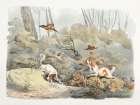 Illustration of Dogs Chasing Pheasants Art Print
