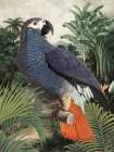 Jungle Parrot I Art Print