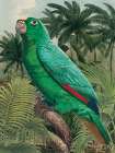 Jungle Parrot II Art Print