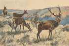 Stag in the Wild Art Print