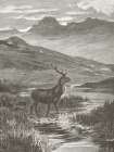 Vintage Stag Art Print