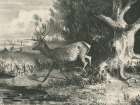 Forest Stag Art Print