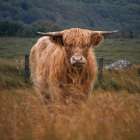 Happy Highland Art Print