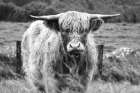 Happy Highland Portrait Art Print