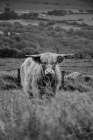 Happy Highland Landscape Art Print