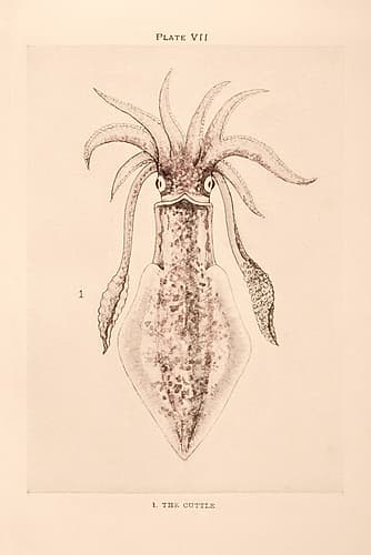 Cuttle Fish Animals Print
