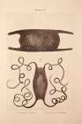 Mermaid Purse Art Print