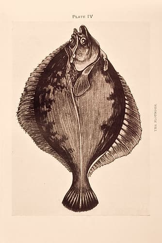 The Flounder Animals Print