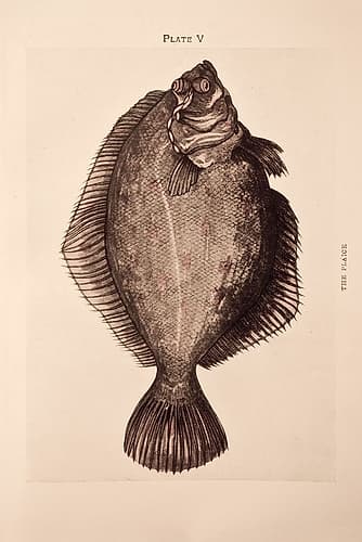 The Plaice Art Print