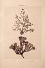 Seaweed I Coastal Print