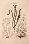 Seaweed II Art Print