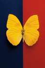 Chromatic Butterfly II Art Print