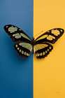 Chromatic Butterfly III Art Print