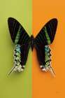 Chromatic Butterfly IV Art Print