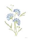Cornflowers Art Print