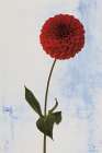 Dahlia I Art Print