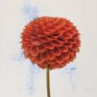 Dahlia II Art Print
