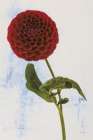 Dahlia III Art Print