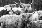 Family Portrait BW Art Print