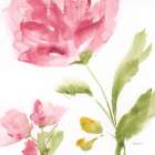 Delicate Rose II Art Print