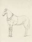 Horse Standing to the Left Art Print