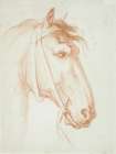 Horses Head Art Print