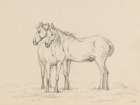 Two Horses Standing Together Art Print