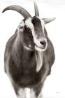 Billy Goats Gruff I Art Print