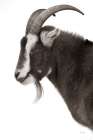 Billy Goats Gruff II Art Print