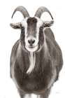 Billy Goats Gruff III Art Print