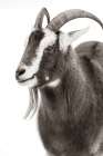Billy Goats Gruff IV Art Print