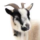 Pippa the Goat I Art Print