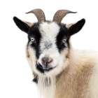 Pippa the Goat II Art Print