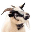 Pippa the Goat III Minimalist Print