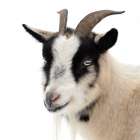 Pippa the Goat IV Minimalist Print