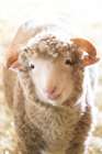 Little Lamb Art Print