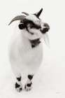 Two Little Goats I BW Minimalist Print